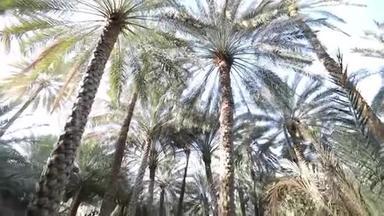 棕榈树顶端的全景映衬在蓝天上.. 慢镜头移动